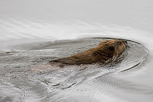 Beaver in Denali National Park