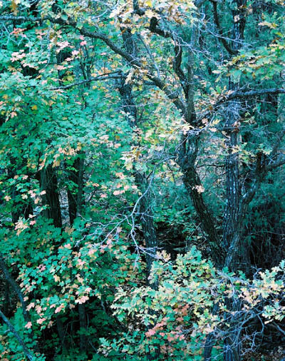 Cibola National Forest  (October 2002)