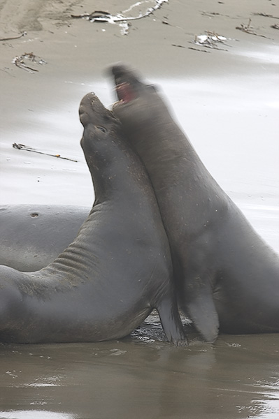 Elephant Seals at Elephant Seal Vista Point 