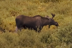 Moose in Denali National Park