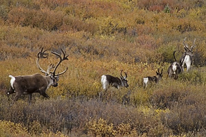 Caribou in Denali National Park