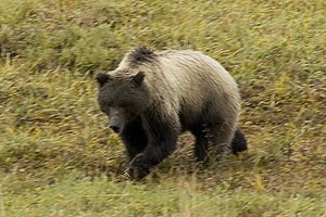 Grizzley Bear in Denali National Park