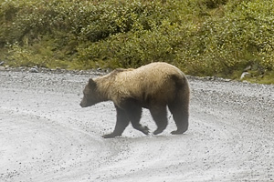 Grizzley Bear in Denali National Park