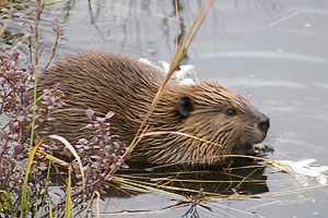 Beaver in Denali National Park