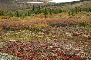 Denali National Park