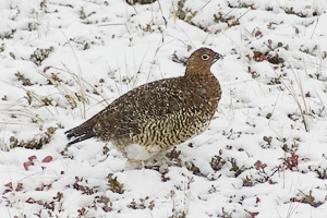 Ptarmigan? on snow in Denali National Park