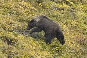 Grizzley Bear in Denali National Park