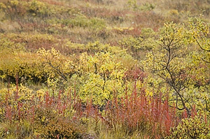 Denali National Park