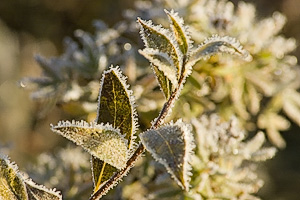 Frost on plant at the very beginning of September in Denali NP.