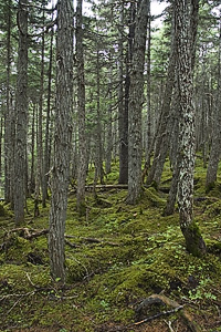 View along Winner Creek Trail near Alyeska Resort.