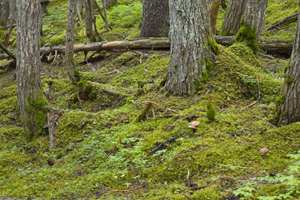 View along Winner Creek Trail near Alyeska Resort.