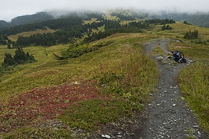 Along Lost Lake Trail (about 5 miles north of Seward).