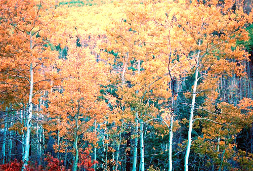 Near Aspen Vista, Santa Fe  (October 2002)