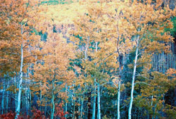 Near Aspen Vista, Santa Fe